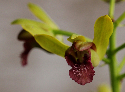Eulophia alta image
