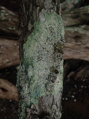 Notoparmelia testacea