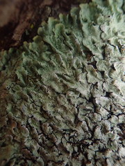 Notoparmelia testacea