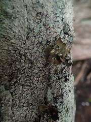 Notoparmelia testacea