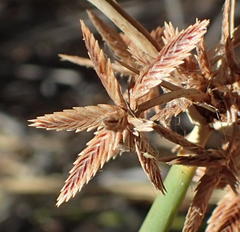 Cyperus marginatus