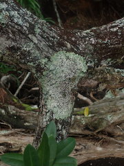 Notoparmelia testacea