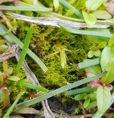 Archidium alternifolium