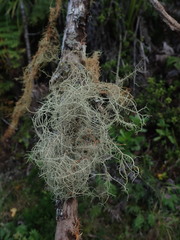 Usnea baileyi