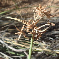 Cyperus marginatus