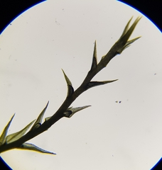 Archidium alternifolium