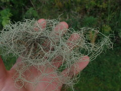 Usnea baileyi