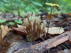Ramaria apiculata