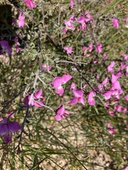 Podalyria microphylla