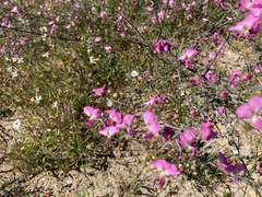 Podalyria microphylla