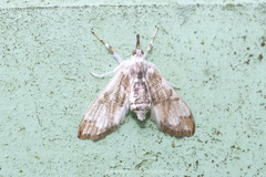 Cirrhochrista fuscusa