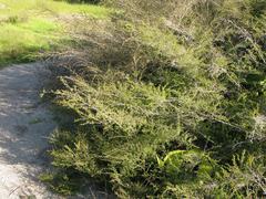 Kunzea tenuicaulis