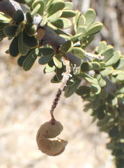 Boscia foetida foetida
