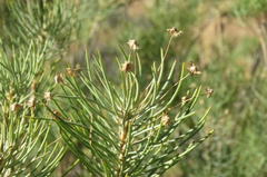 Euryops tenuissimus