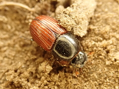 Rhodaphodius foetens