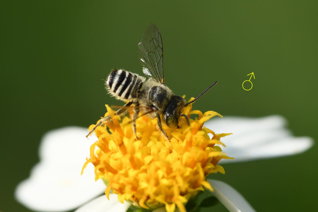 Megachile angustistrigata