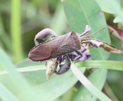 Anoplocnemis phasianus