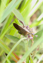 Anoplocnemis phasianus