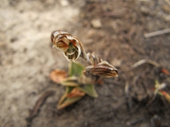 Pterostylis tristis