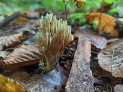 Ramaria apiculata