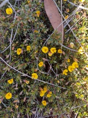 Pultenaea pedunculata
