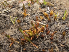 Gypsophila australis