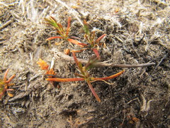 Gypsophila australis