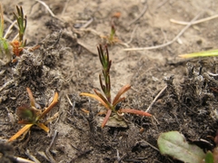 Gypsophila australis