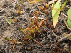 Gypsophila australis
