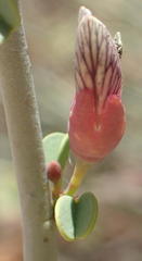 Adenolobus garipensis