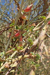 Adenolobus garipensis