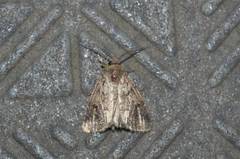 Spodoptera depravata
