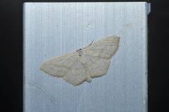 Scopula nigropunctata