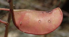 Adenolobus garipensis