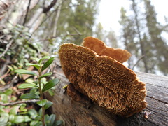 Gloeophyllum protractum