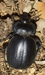 Morica favieri