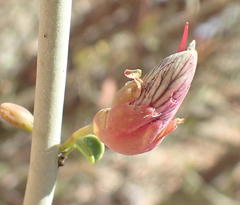 Adenolobus garipensis