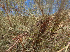 Adenolobus garipensis