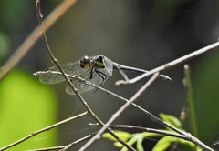 Agrionoptera longitudinalis biserialis