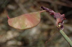 Adenolobus garipensis