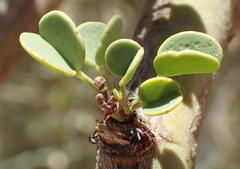 Adenolobus garipensis