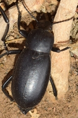 Blaps gigas
