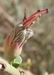 Adenolobus garipensis