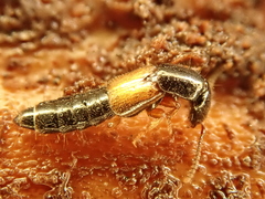 Nudobius lentus