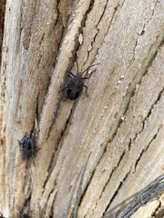 Poecilometis strigatus