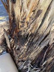 Poecilometis strigatus