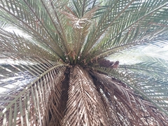 Macrozamia moorei