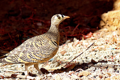 Pterocles lichtensteinii