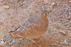 Pterocles lichtensteinii