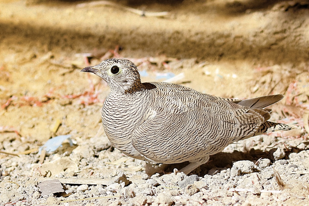 Lichtenstein's Sandgrouse
